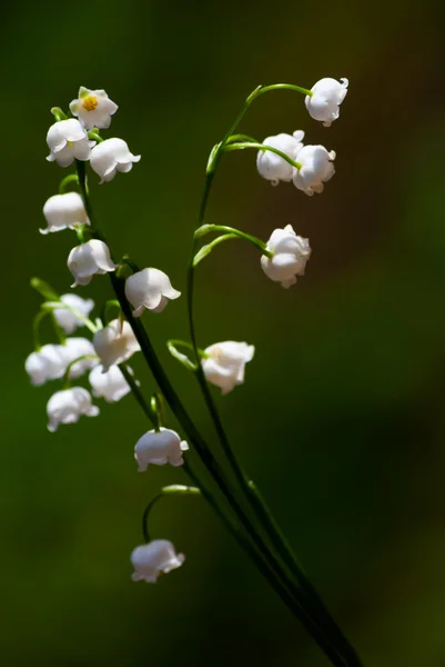 Lily van de vallei — Stockfoto