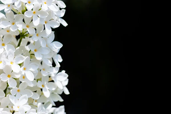 Vertical white lilac on black — Stock Photo, Image