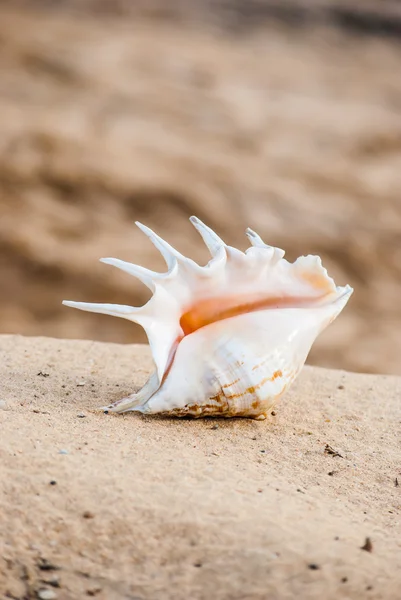 Kagyló a strandon — Stock Fotó