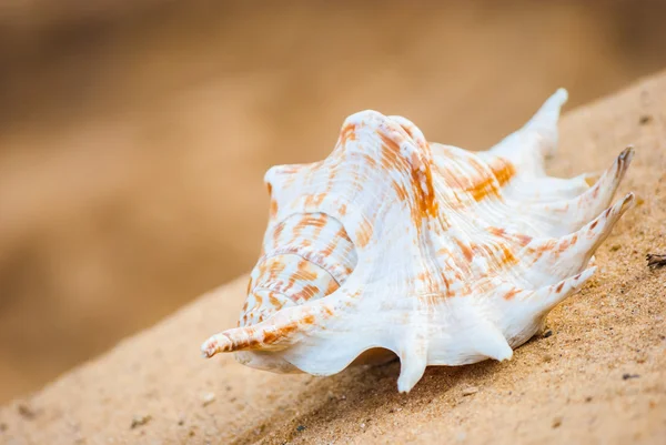 Muszla morska na plaży — Zdjęcie stockowe