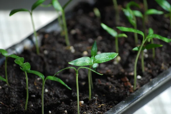 Sprout in ground — Stock Photo, Image