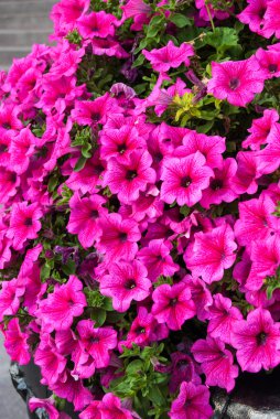 kırmızı çiçekler