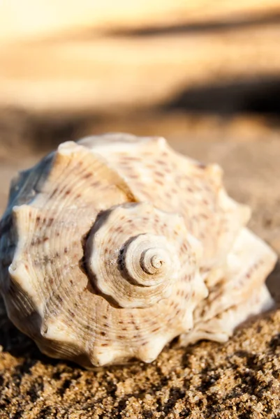 Schelpen op het strand — Stockfoto