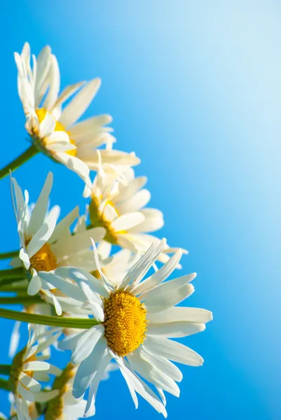 Daisies against blue sky — Stock Photo, Image