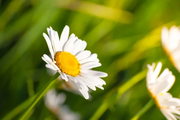 Daisies in green meadow — Stock Photo, Image