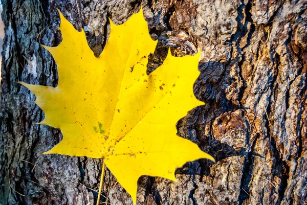 Herfstbladeren — Stockfoto