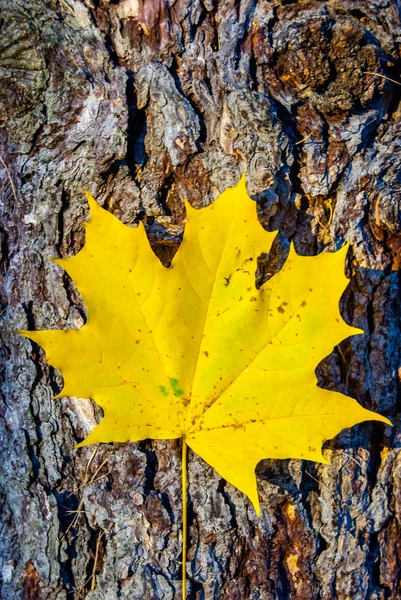 Herfstbladeren — Stockfoto