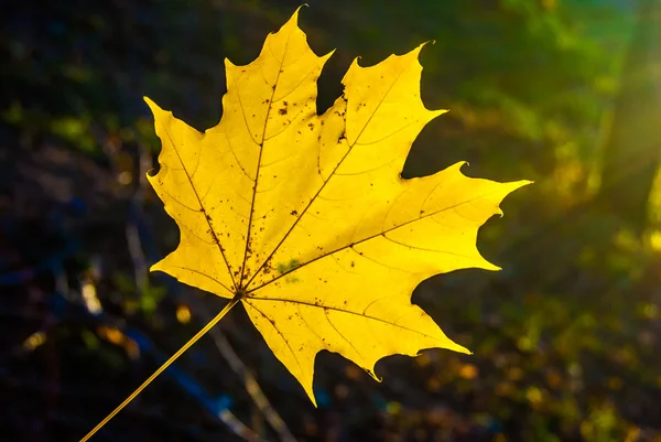 Hojas de otoño —  Fotos de Stock