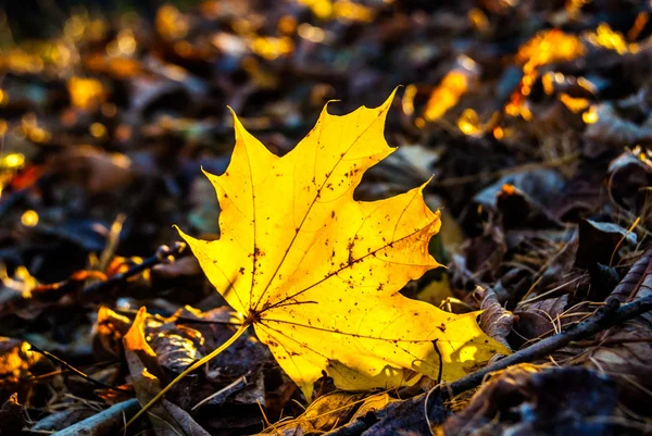 Hojas de otoño — Foto de Stock