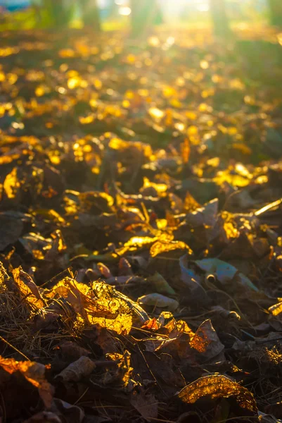 Hojas de otoño a la luz del sol —  Fotos de Stock