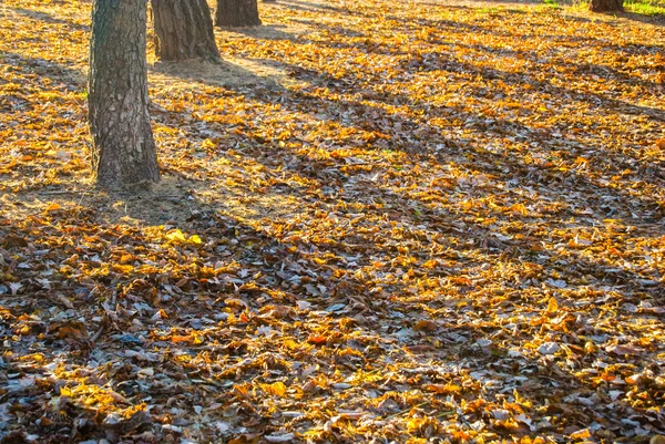 Hojas de otoño a la luz del sol —  Fotos de Stock
