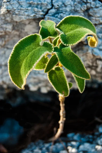 Wilde bloemen — Stockfoto