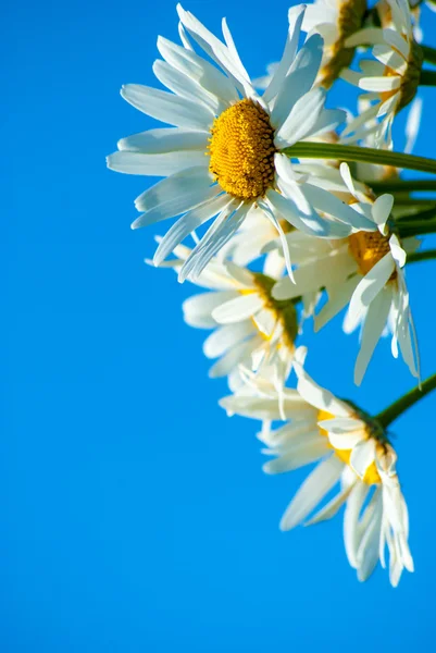 Daisies against blue sky — Stock Photo, Image