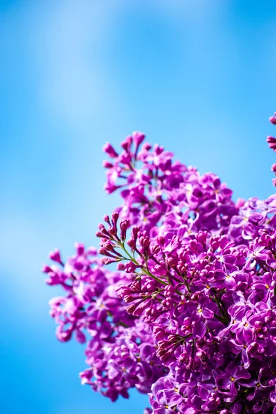 Blue lilac in green leaves — Stock Photo, Image