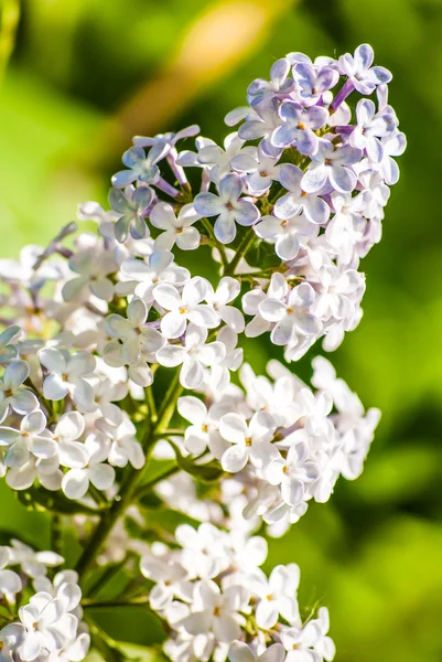 Close up view of white lilac flower — Stock Photo, Image