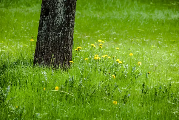 Gula maskrosor under våren — Stockfoto