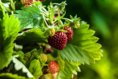 Olgun yabani çilek yakın çekim