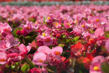 Tüberoz begonias (begonia x tuberhybrida)