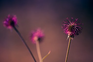 Çayırda mor çiçek