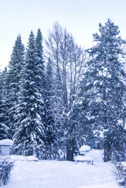 herdem yeşil ile kış manzarası