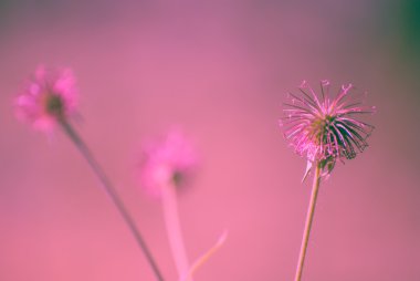 Çayırda mor çiçek