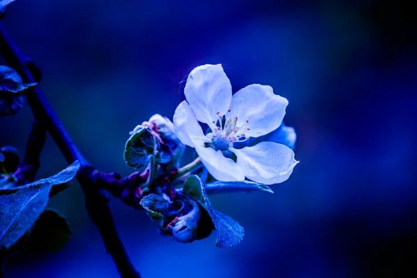 Красива квітка яблуні навесні — стокове фото
