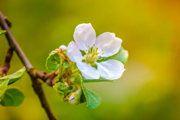 Hermosa flor del manzano en primavera —  Fotos de Stock