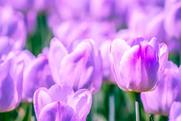Крупный план светло-лиловых тюльпанов весной — стоковое фото