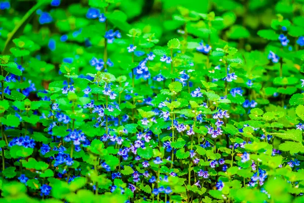 Lila Wildblumen — Stockfoto