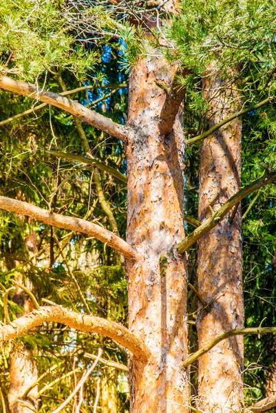 En el bosque —  Fotos de Stock