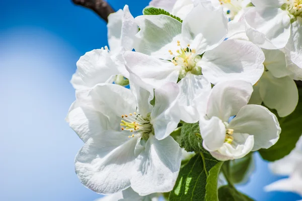 Blossoming apple tree, spring flowers — Stock Photo, Image