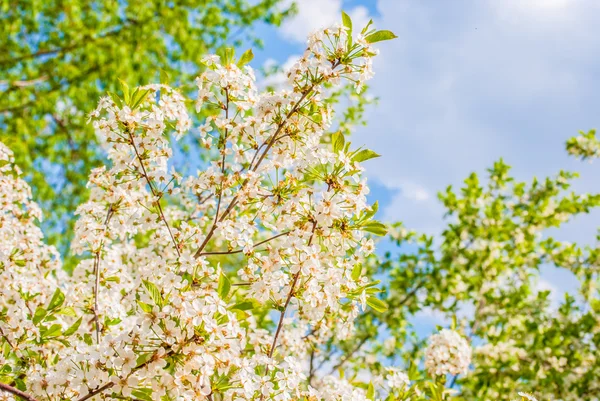 Blossoming apple tree, spring flowers — Stock Photo, Image