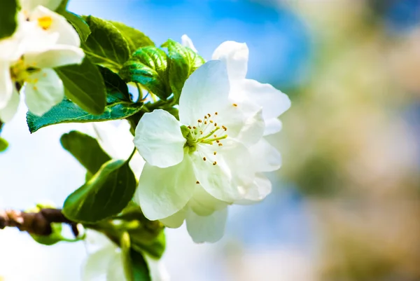 Blossoming apple tree, spring flowers — Stock Photo, Image