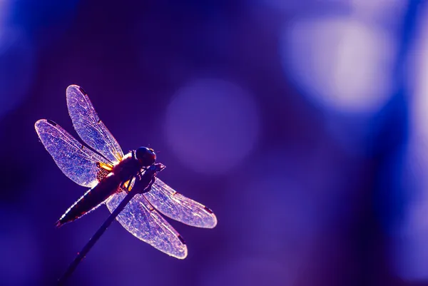 Dragonfly on twig — Stock Photo, Image