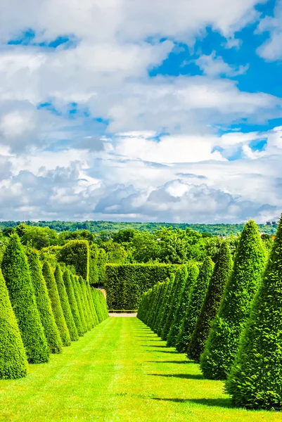 Conical hedges lines and lawn — Stock Photo, Image