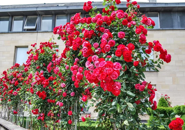 Rosa och röda rosor — Stockfoto