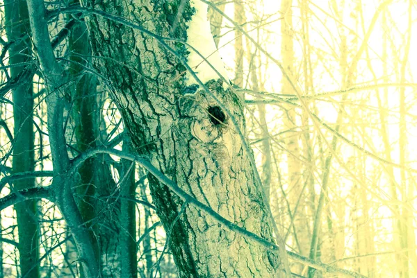 Træ i skov - Stock-foto