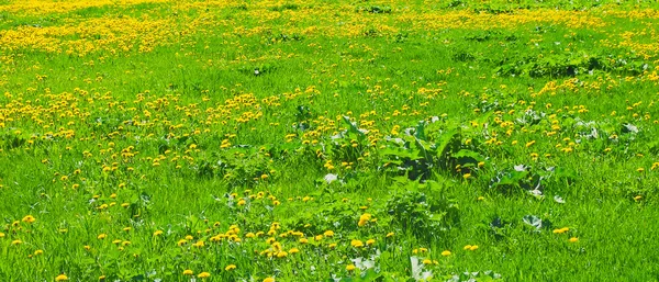 Pissenlits jaunes au printemps — Photo
