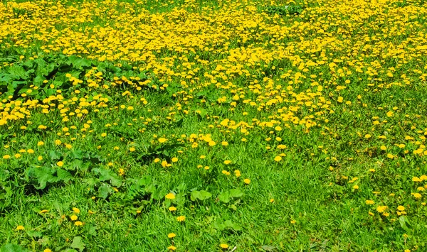 Yellow dandelions in spring — Stock Photo, Image