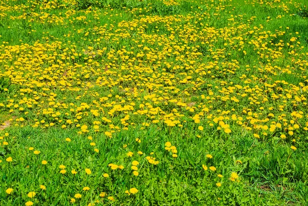 Yellow dandelions in spring — Stock Photo, Image