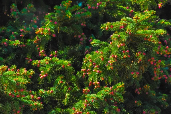 Young pines — Stock Photo, Image