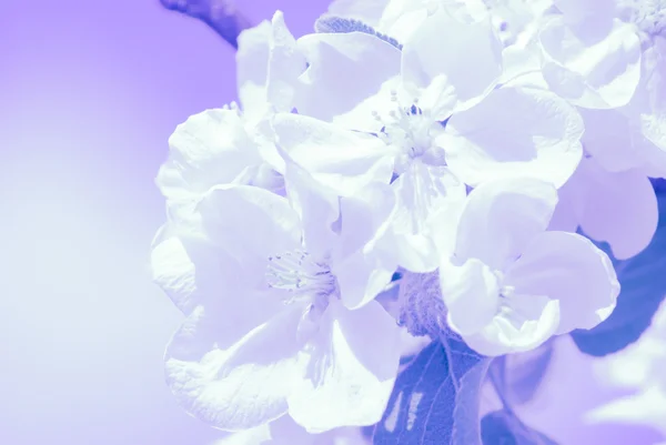 Árvore de maçã florescente, flores de primavera — Fotografia de Stock