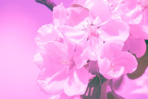 Árvore de maçã florescente, flores de primavera — Fotografia de Stock