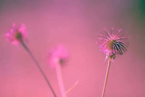 Purple flower in meadow — Stock Photo, Image