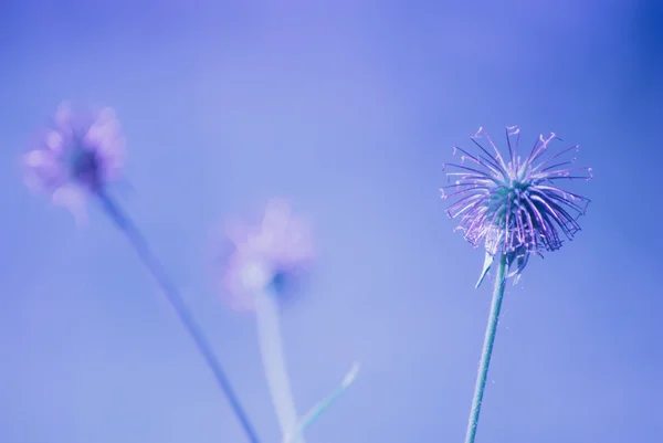 Fiore viola nel prato — Foto Stock