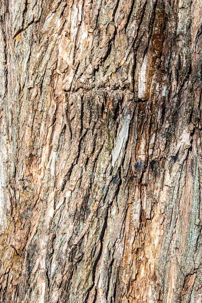 Tree trunk — Stock Photo, Image