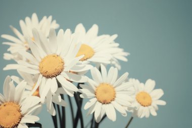 Mavi gökyüzü karşı papatya