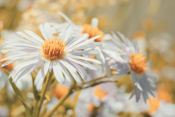 Paarse bloemen in weide — Stockfoto