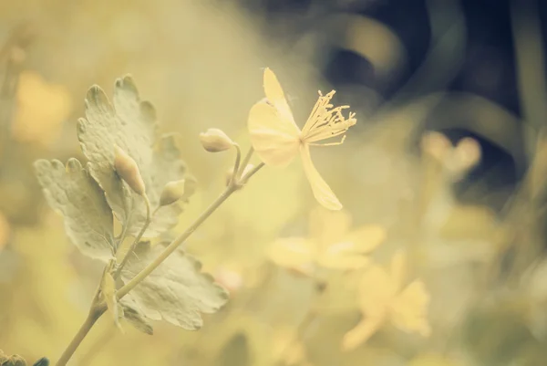 Gula blommor i äng — Stockfoto