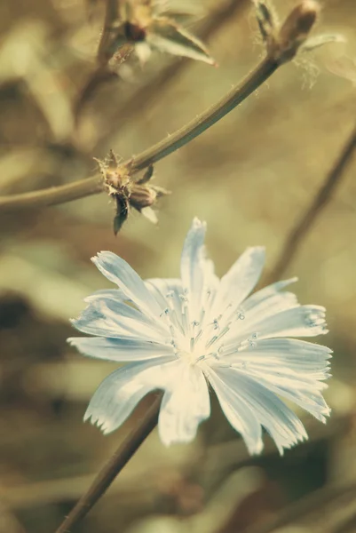 Chicory in green meadow — Stock Photo, Image